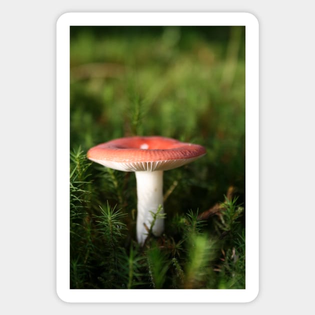 Toadstool Sticker by orcadia